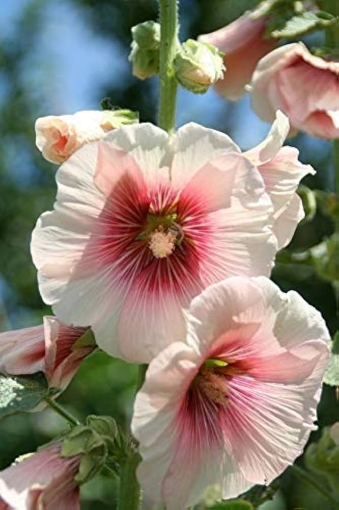 Pink and white hollyhock flower Alcea rosea double perennial seeds for planting in home garden or pots